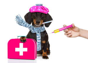 dog flu shot